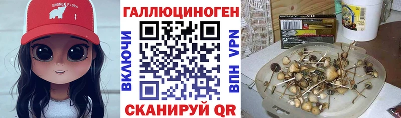 Псилоцибиновые грибы GOLDEN TEACHER  kraken зеркало  Усть-Джегута 